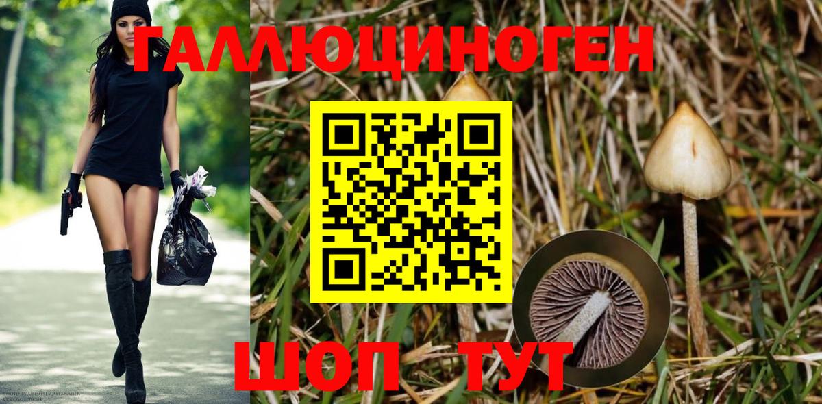 Псилоцибиновые грибы Psilocybine cubensis Южно-Сахалинск